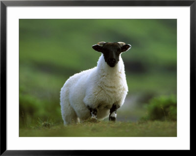 Black-Faced Sheep by Mark Hamblin Pricing Limited Edition Print image