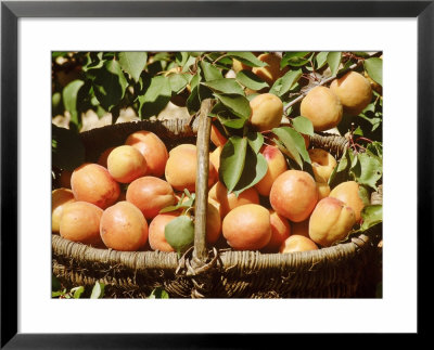 Apricot, Fruits In Basket In Basket, Beneath Bough With Fruit by Michele Lamontagne Pricing Limited Edition Print image