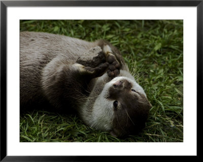 Asian Short-Clawed River Otter Plays With A Rock by Nicole Duplaix Pricing Limited Edition Print image