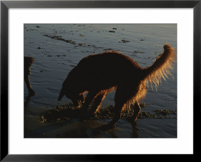 A Dog Digs In The Beach Sand In The Afternoon Sunlight by Stacy Gold Pricing Limited Edition Print image