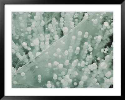 Rising Bubbles Frozen In Thick Lake Ice by John Dunn Pricing Limited Edition Print image