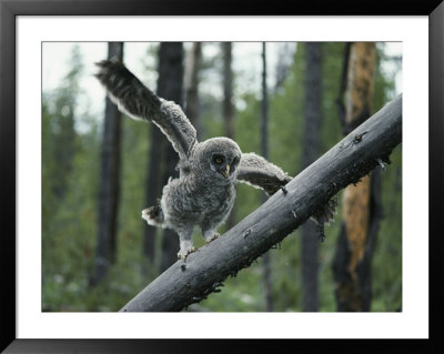 A Great Gray Owlet Uses Its Wings For Balance As It Climbs A Tree by Michael S. Quinton Pricing Limited Edition Print image