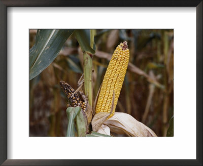 Drought-Stunted Ears Of Corn On Brown Stalks by Stephen St. John Pricing Limited Edition Print image