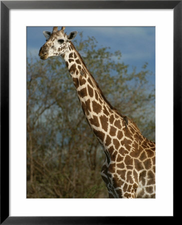 Masai Giraffe by Michael Fay Pricing Limited Edition Print image
