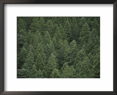 An Elevated View Of An Evergreen Forest by Raul Touzon Pricing Limited Edition Print image