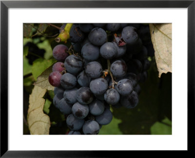 Fresh Grapes Hang On The Vine In A Garden In Virginia by Stacy Gold Pricing Limited Edition Print image