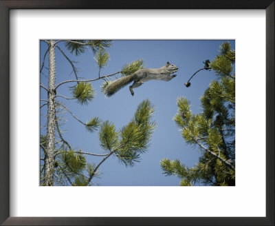 An American Red Squirrel Leaps From A Lodgepole Pine by Michael S. Quinton Pricing Limited Edition Print image