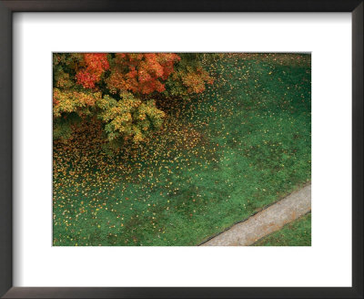 Fall Leaves Fall Onto Green Grass And Across A Sidewalk by Stephen Alvarez Pricing Limited Edition Print image
