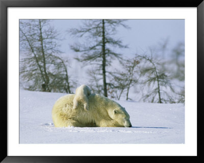 A Young Polar Bear Attempts To Climb On The Back Of Its Mother by Norbert Rosing Pricing Limited Edition Print image