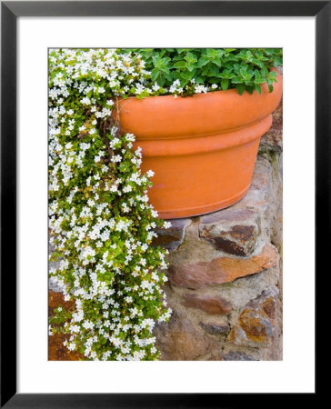 Pot Of Flowering Bacopa At Viansa Winery, Sonoma Valley, California, Usa by Julie Eggers Pricing Limited Edition Print image