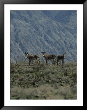 Group Of Wild Burros In The Panamint Valley by Marc Moritsch Pricing Limited Edition Print image