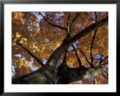 Maple Tree, Seattle, Washington, Usa by William Sutton Pricing Limited Edition Print image