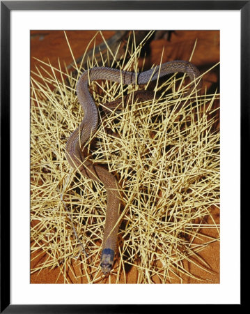 A Western Hooded Scaly Foot, Pygopus Nigriceps, A Legless Lizard by Jason Edwards Pricing Limited Edition Print image