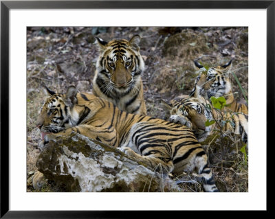 Bengal Tiger, Four One-Year-Old Tiger Cubs Together On Rocks, Madhya Pradesh, India by Elliott Neep Pricing Limited Edition Print image