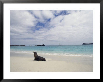 Galapagos Sea Lion On Beach by Steve Winter Pricing Limited Edition Print image