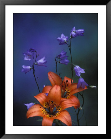 Wood Lily And Harebells, St. Ignace, Michigan, Usa by Claudia Adams Pricing Limited Edition Print image