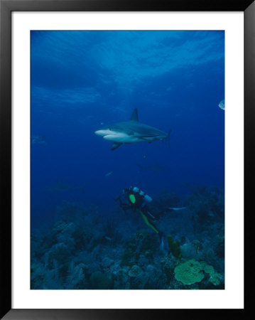 A Diver Swims Between A Coral Reef And A Caribbean Reef Shark by Brian J. Skerry Pricing Limited Edition Print image