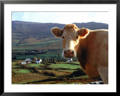 Close-Up Of A Cow by Michele Burgess Pricing Limited Edition Print image