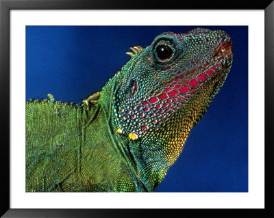 Lizard by Martin Folb Pricing Limited Edition Print image