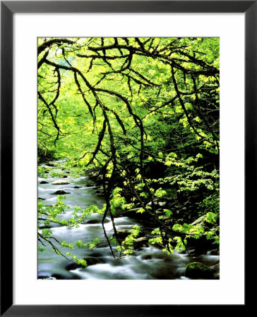 Sweet Gum Tree Over West Prong Of Little River, Usa by Willard Clay Pricing Limited Edition Print image