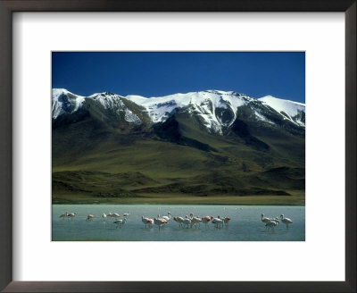 James Flamingo, Feeding In Altiplano Lake, S. Bolivia by Paul Franklin Pricing Limited Edition Print image