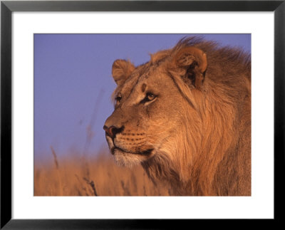 Lion, Kalahari National Park, South Africa by Chris And Monique Fallows Pricing Limited Edition Print image