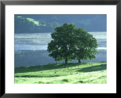 Lakeside Trees, Lake District, England by Iain Sarjeant Pricing Limited Edition Print image