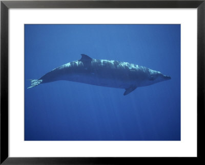 A Beaked Whale Swimming In The Clear Waters Of The Hawaiian Islands by Bill Curtsinger Pricing Limited Edition Print image