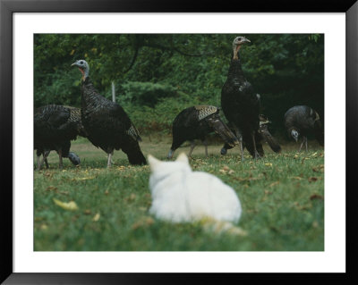 A Pet Domestic Cat Watching A Flock Of Wild Turkeys by Bill Curtsinger Pricing Limited Edition Print image