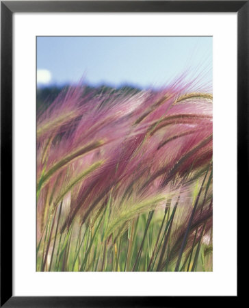 Wild Barley by Michele Westmorland Pricing Limited Edition Print image