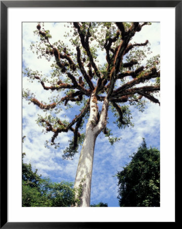 Ceiba Tree, Tikal, El Peten, Guatemala by Inger Hogstrom Pricing Limited Edition Print image
