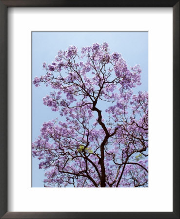 Jacaranda Trees Blooming In City Park, Buenos Aires, Argentina by Michele Molinari Pricing Limited Edition Print image