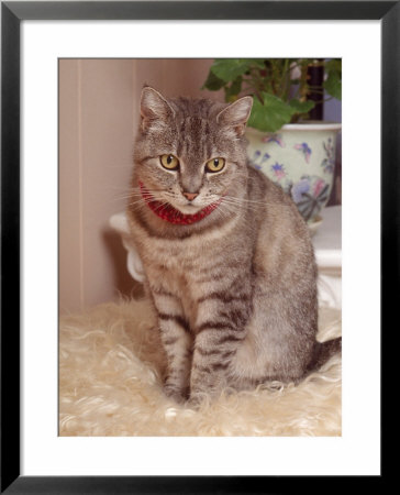 Silver Haired Tabby by Fredde Lieberman Pricing Limited Edition Print image