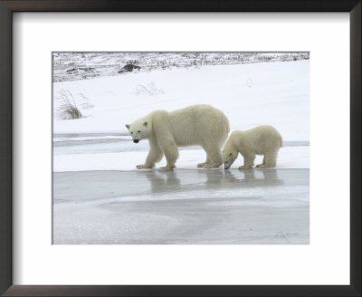 Polar Bear & Cub In Churchill, Manitoba by Keith Levit Pricing Limited Edition Print image