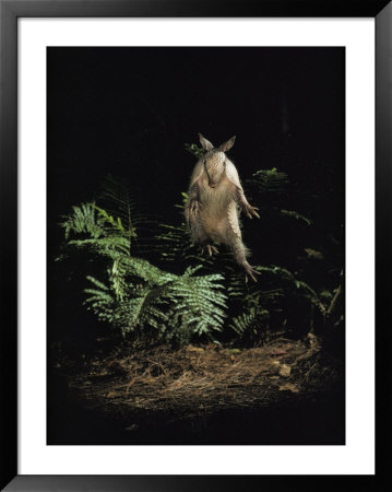 Fright Reflex Propels An Alarmed Armadillo Into The Air, Archbold Biological Station, Florida by Bianca Lavies Pricing Limited Edition Print image