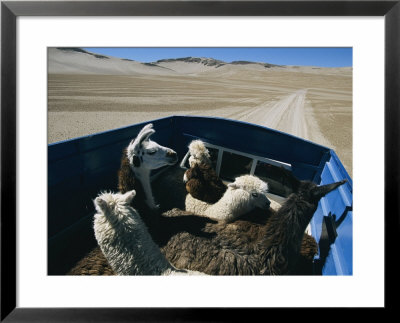 Llamas And Alpacas Ride In Style Across Perus High Desert Plain by Maria Stenzel Pricing Limited Edition Print image