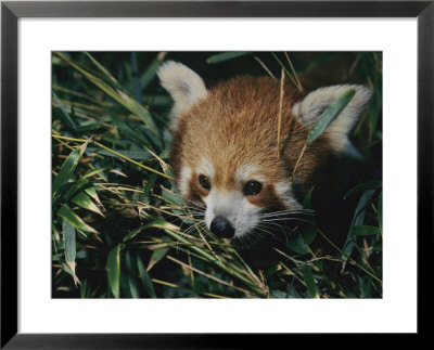 A Close View Of A Red Panda At The Perth Zoo by Nick Caloyianis Pricing Limited Edition Print image