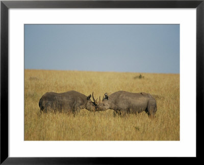 Black Rhinoceroses Sparring In The Grass by Michael S. Lewis Pricing Limited Edition Print image