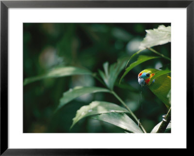 A Fig Parrot Sits On A Tree Branch In Australia by Nicole Duplaix Pricing Limited Edition Print image