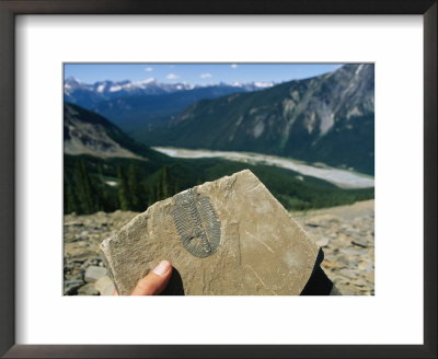 A Trilobite Fossil Found At Burgess Shale by Michael Melford Pricing Limited Edition Print image