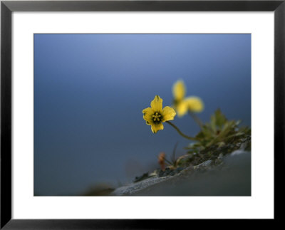 Close View Of Small Yellow Wildflowers by Mattias Klum Pricing Limited Edition Print image