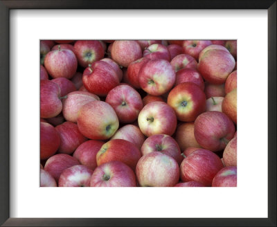 Freshly Picked Gala Apples, Monitor, Washington, Usa by Jamie & Judy Wild Pricing Limited Edition Print image