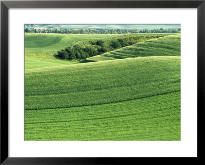 Wheatfields In The Palouse, Whitman County, Washington, Usa by Julie Eggers Pricing Limited Edition Print image