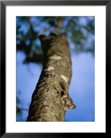 A Dwarf Lemur Looks Out From Its Nest In The Trunk Of A Tree by Maria Stenzel Pricing Limited Edition Print image