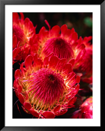 Beautiful And Exotic Protea Flower Grown On The Slopes Of Haleakala Nat. Park, Maui, Hawaii, Usa by Ann Cecil Pricing Limited Edition Print image