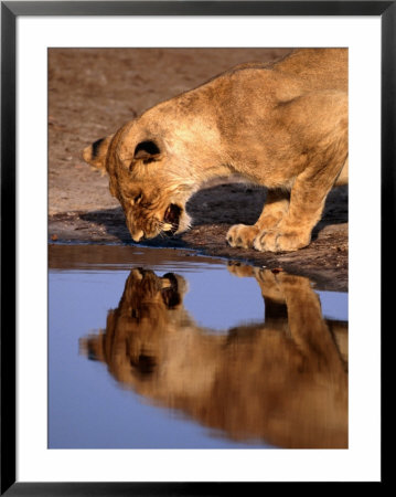 Lioness (Panthera Leo) Surprised By Her Reflection Growls In Anger, Chobe National Park, Botswana by Andrew Parkinson Pricing Limited Edition Print image