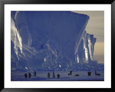 Adelie Penguins, Antarctica by Michael Rougier Pricing Limited Edition Print image