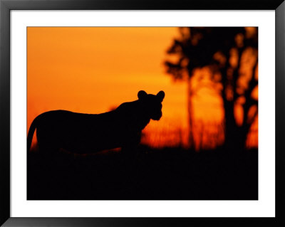 Silhouette Of A Lioness From The Central Pride by Beverly Joubert Pricing Limited Edition Print image