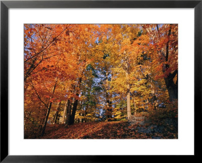 A Deciduous Forest Shows Off Its Fall Colors by Nick Caloyianis Pricing Limited Edition Print image