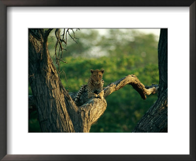 A Leopard Relaxes On A Tree Branch by Beverly Joubert Pricing Limited Edition Print image